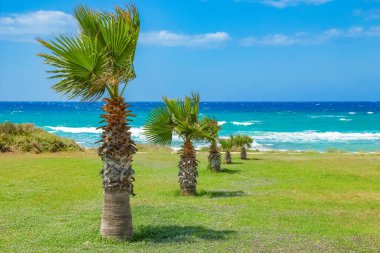 Deniz zeminine yakın doğada bir palmiye ağacı