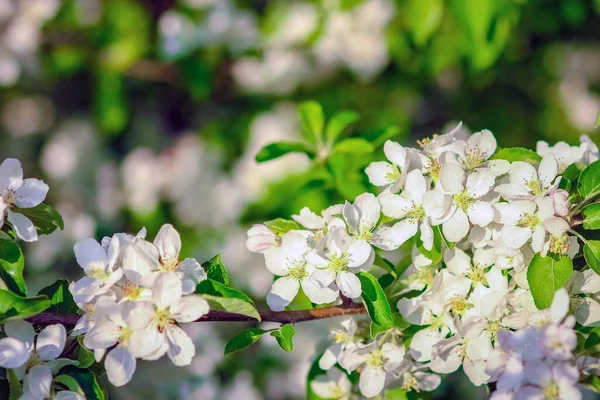 Flowering Branch Nature Park Background — Stock Photo, Image