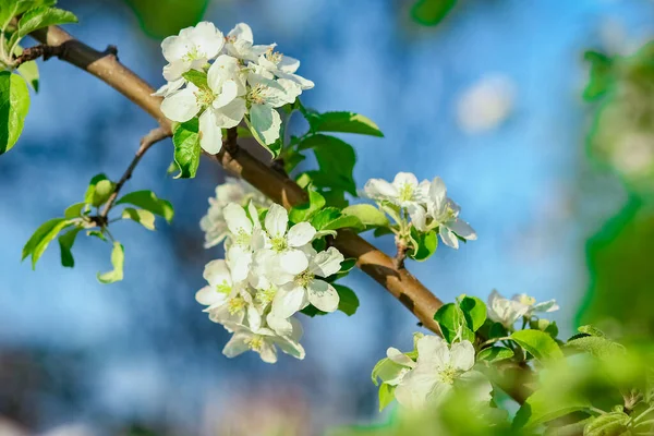 Flowering Branch Nature Park Background — Stock Photo, Image