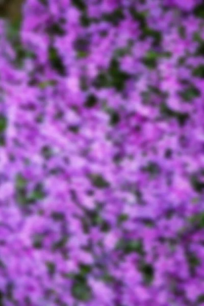 Beautiful Flowers Park Nature Background — Stock Photo, Image
