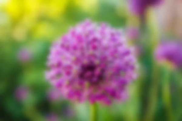 Piękne Kwiaty Parku Tle Natury — Zdjęcie stockowe
