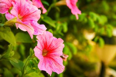 Parktaki güzel çiçekler doğa arka planında