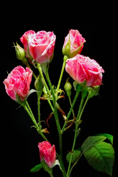 Bella Rosa Sfondo Nero — Foto Stock