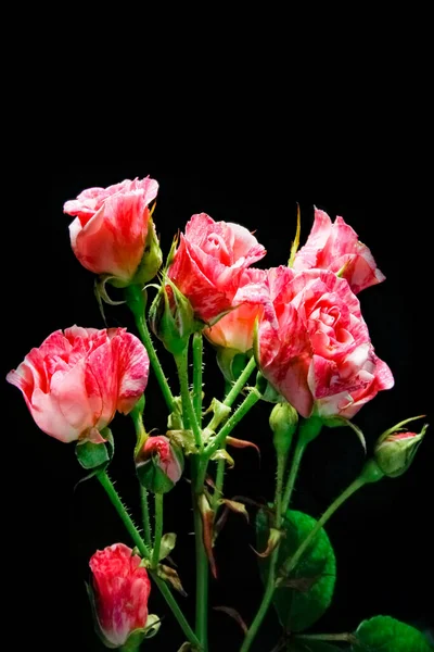 Mooie Roos Een Zwarte Achtergrond — Stockfoto