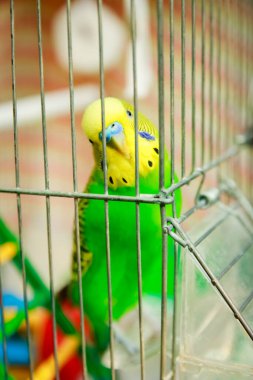 Parktaki kafeste mutlu bir papağan.