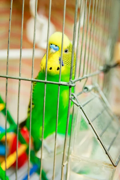 Gelukkige Papegaai Een Kooi Natuur Het Park — Stockfoto