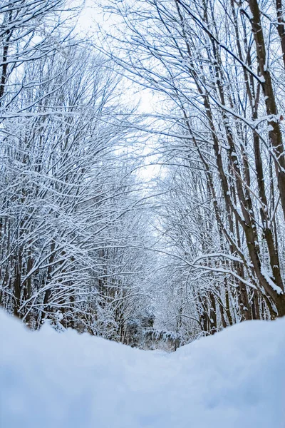 Bela Floresta Parque Inverno Nevasca Parque — Fotografia de Stock