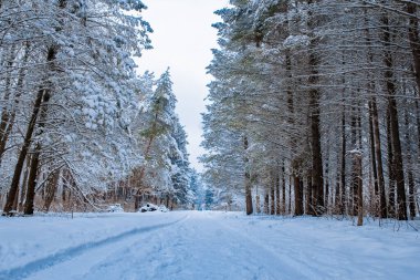 Güzel park ormanı kışın parka kar yağışı