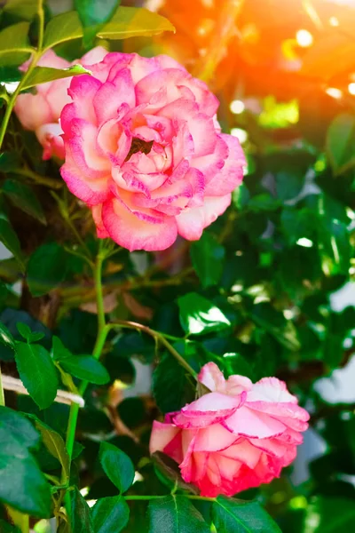 Красивая Роза Парке Фоне Природы — стоковое фото
