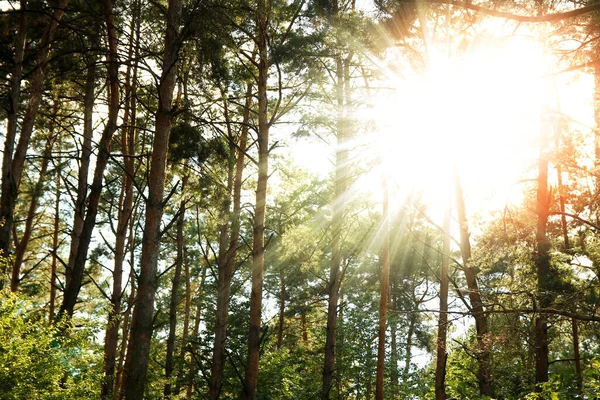 Troncos Pinos Rayos Sol Sobre Naturaleza — Foto de Stock