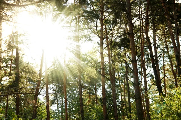 Troncos Pinos Rayos Sol Sobre Naturaleza — Foto de Stock