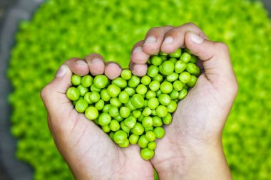 Bahçe arka planında doğada taze bezelyeler