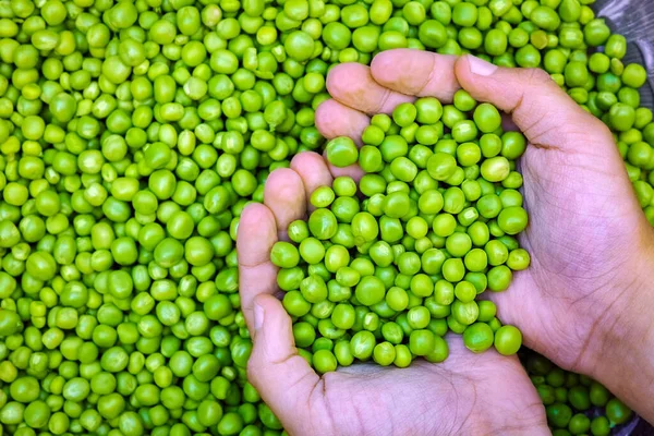 Pois Verts Dans Les Mains Sur Nature Dans Fond Jardin — Photo