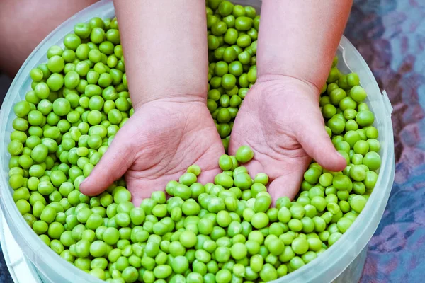 庭の背景に自然の上で手に緑のエンドウ豆 — ストック写真