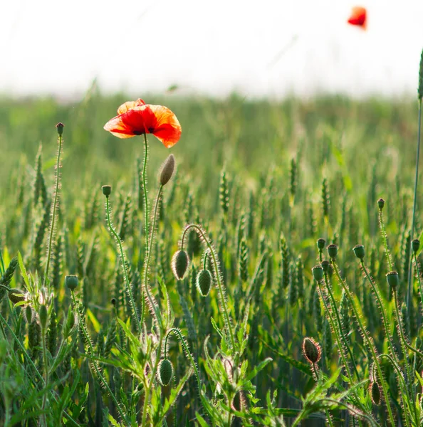 Red One Poppy Flower Nature Loneliness Concept — Stock Photo, Image