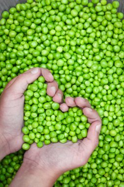 Bahçe arka planında doğada taze bezelyeler