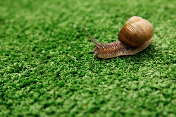 Snail crawling on grass