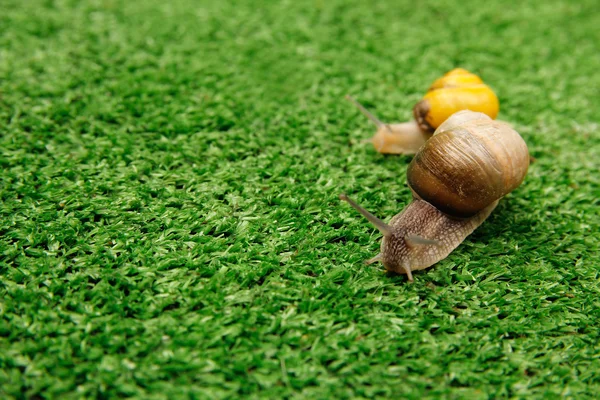 Escargots rampant sur l'herbe — Photo