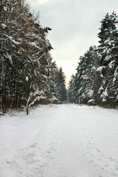 Forêt avec sentier enneigé — Photo