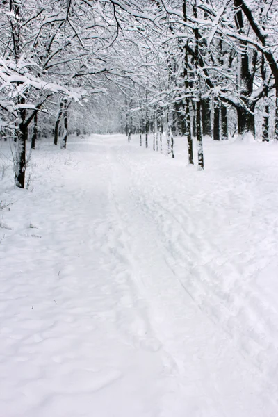 雪に覆われたパスを持つフォレスト — ストック写真