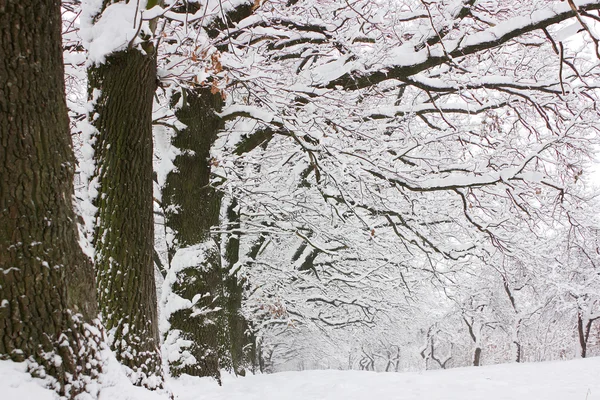 Floresta com caminho nevado — Fotografia de Stock