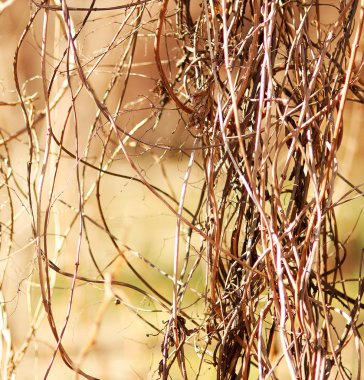 Saman ağaç dalları