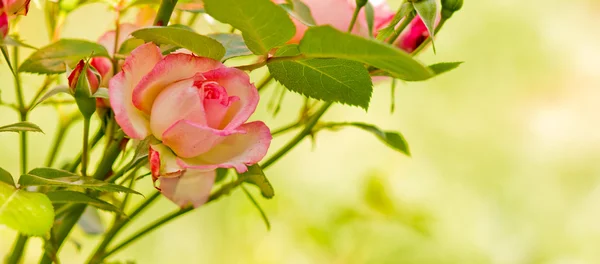 Ramo de flores de rosa — Fotografia de Stock