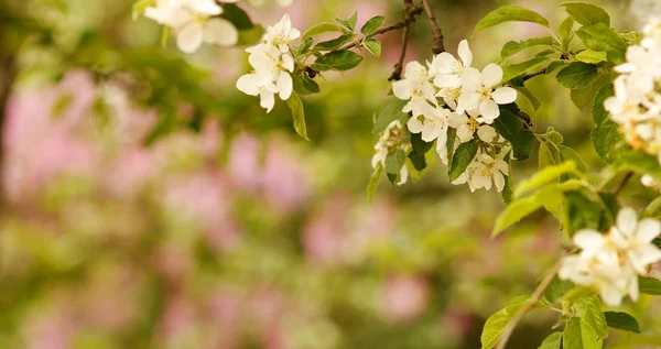 Blossoming tree flowers — Stock Photo, Image