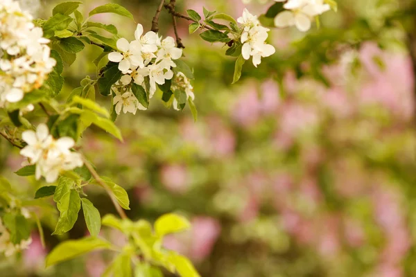 Blossoming tree flowers — Stock Photo, Image