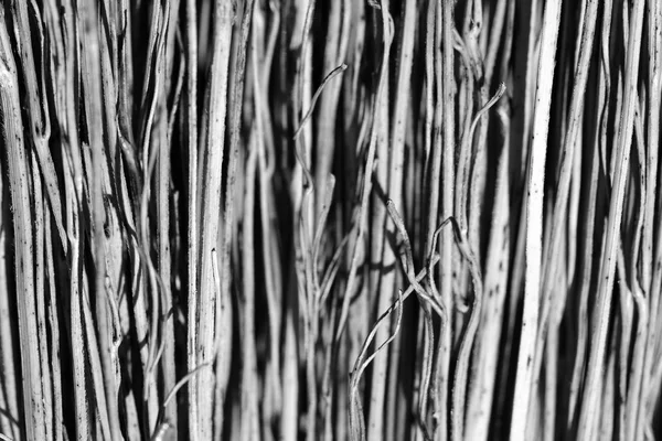Czarno-białe słomy miotła — Zdjęcie stockowe