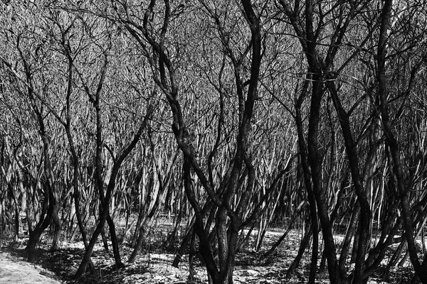 Trädstammar i naturen — Stockfoto