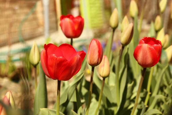 Red tulip flower — Stock Photo, Image