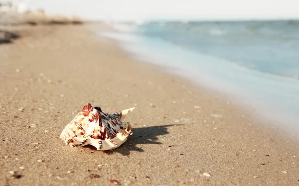 Muschel im Sand am Strand — Stockfoto