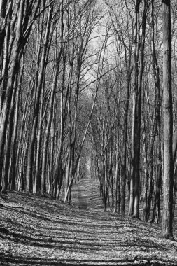 Bahar Ormanı Ağaçları