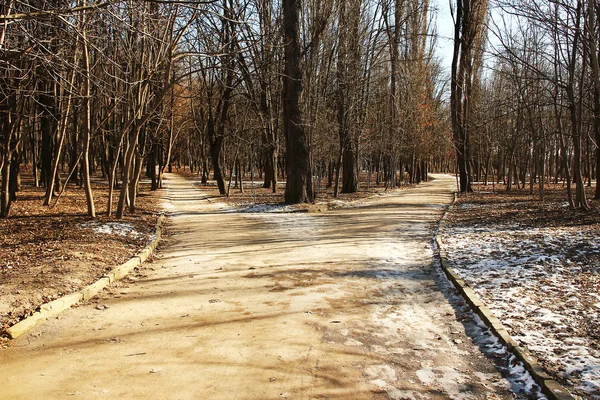 Arbres forestiers de printemps — Photo