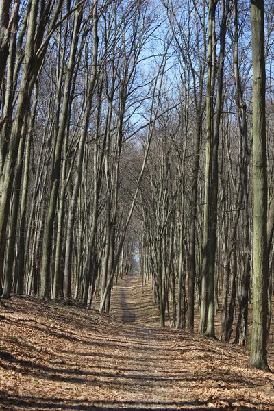 Spring forest trees — Stock Photo, Image