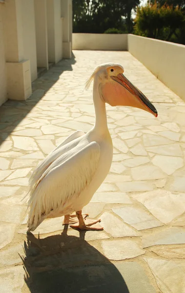 Vilda pelican fågel — Stockfoto