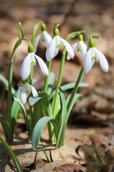 Vit snowdrop blommor — Stockfoto