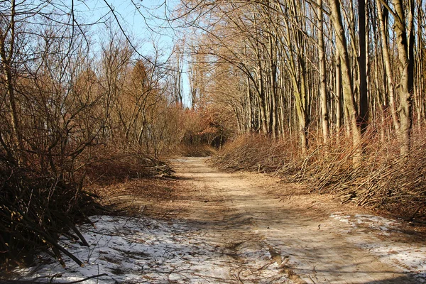 Arbres forestiers de printemps — Photo