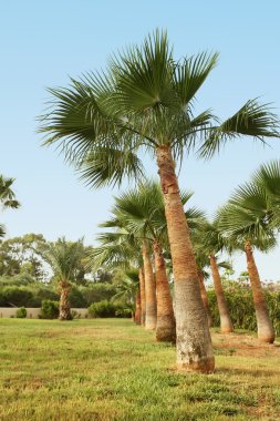 rows of growing Palms