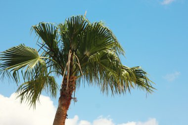 Palm against clouds and sky