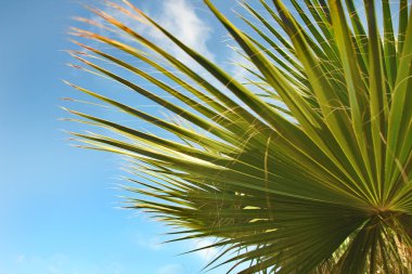 Palm against clouds and sky