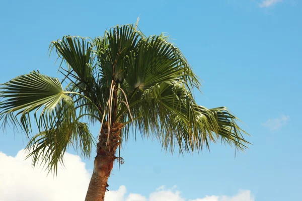 Palm against clouds and sky — Stock Fotó