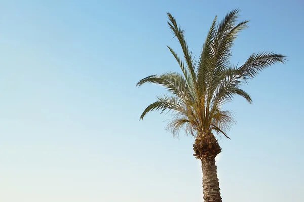 Green Palm against sky — Stockfoto