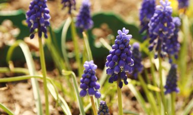 Güzel Mor Çiçekler