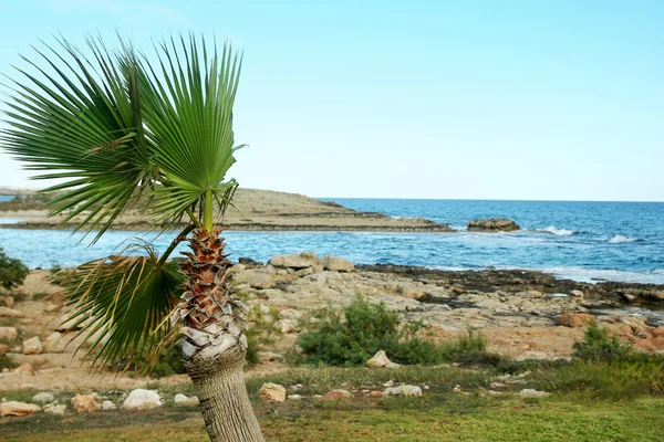 Palm against the sea — Stock Photo, Image