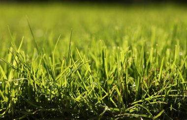 Yeşil Çimen Arkaplanı