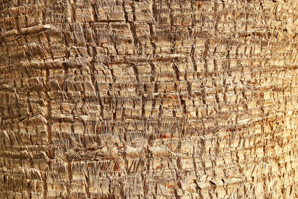 팜 나무 줄기 — 스톡 사진