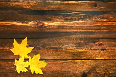 sonbahar yaprakları arka plan