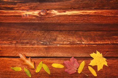 sonbahar yaprakları arka plan